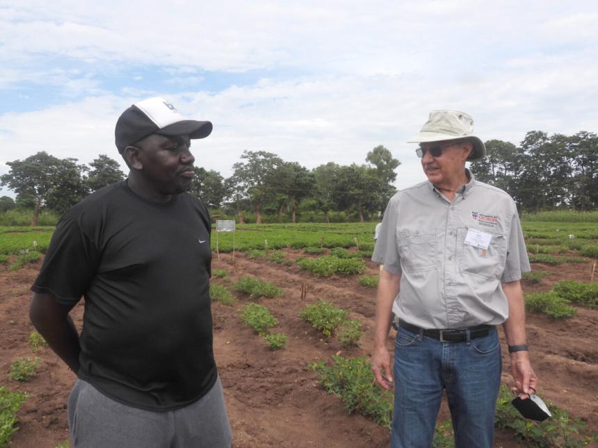 Dave Hoisington, the director of the Peanut Innovation Lab, and David Okello, the chief groundnut breeder in Uganda, inspect a field in Malawi. (Photo by Allison Floyd)